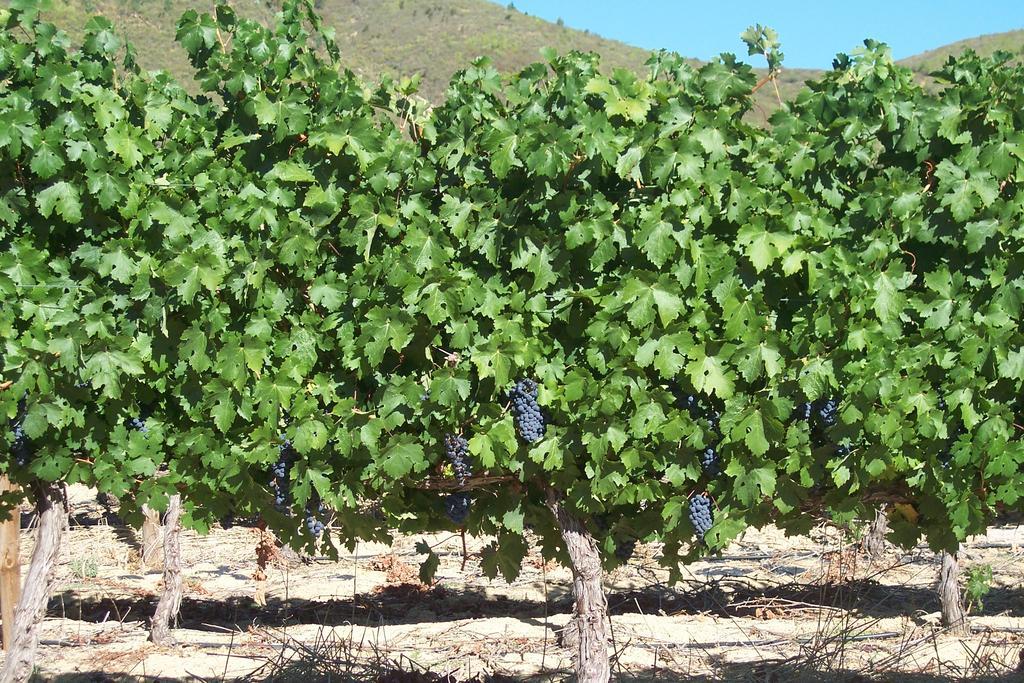 Sonklip Hotel Stellenbosch Bagian luar foto