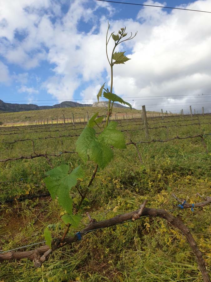 Sonklip Hotel Stellenbosch Bagian luar foto